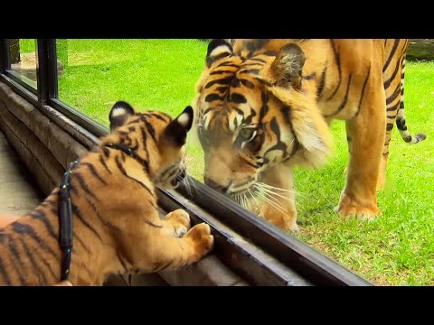 Un bébé tigre rencontre un tigre adulte pour la 1ère fois - ZAPPING SAUVAGE