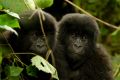 Baby gorillas in the forest in the Congo.