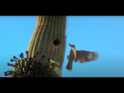 A Day in the Desert: Saguaro Wilderness