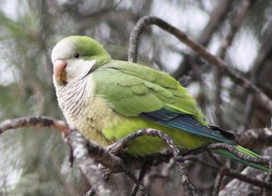 A Monk Parakeet (Myiopsitta monachus) in Madrid (Spain).