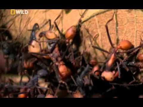 National Geographic Wild City Of Ants