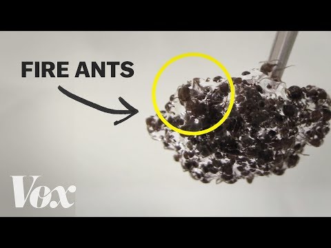 The bizarre physics of fire ants