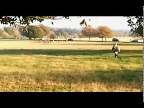 Fenton the dog chasing deer on news