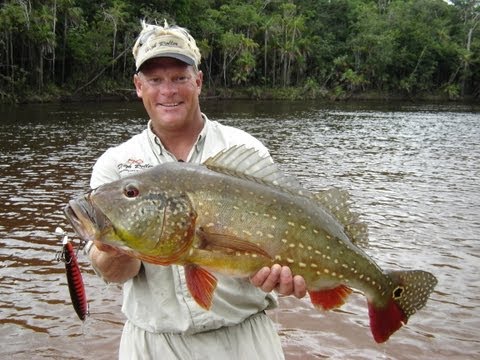 Amazon Peacock Bass Fishing with Topwater on the Rio Negro River