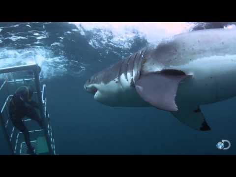 18-Foot Shark Attacks Cage | Great White Serial Killer