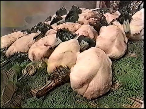 Iron Chef Japan - Duck (12.04.1998)