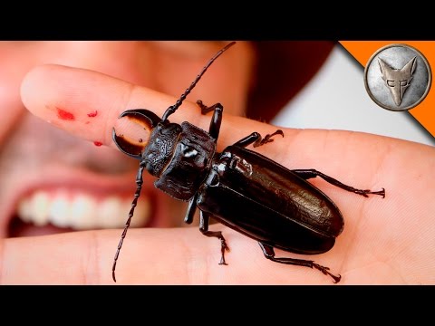 PINCHED! by a Giant Beetle!