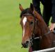 Highland Reel, who finished third to Winx in the 2015 Cox Plate, has gone on to become one of the world's best racehorses.