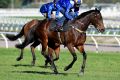 Unrivalled: Winx in action during her Randwick barrier trial on Tuesday morning.