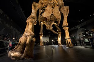 A replica of a 122-foot-long dinosaur is displayed at the American Museum of Natural History in New York