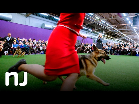 Scenes from Westminster dog show 2017