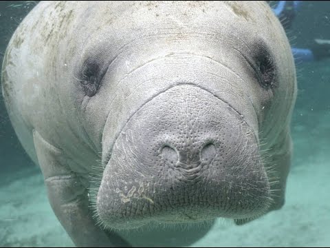 Manatees: Conserving a Marine Mammal - Full Episode