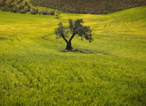 Olive Tree