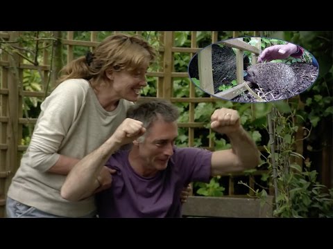 Emma Thompson Backyard Hedgehog Haven