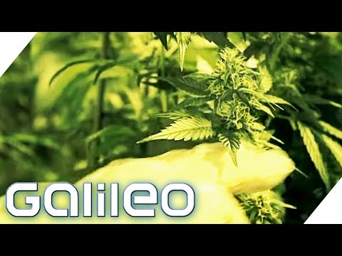 Die legalen Cannabisprodukte der Schweiz | Galileo | ProSieben