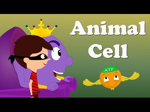 Animal Cell