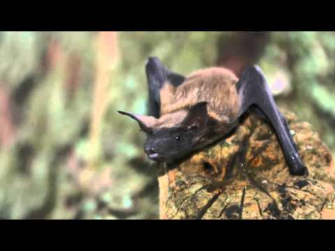 Fun Facts About Bats