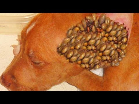 Popping Ticks, Parasites, Dog Ticks & Fleas!