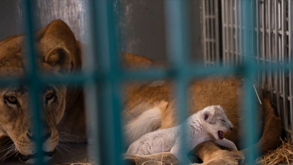 In this Saturday, Aug. 12, 2017 photo, a lion rescued from a zoo in the war-torn Syrian city of Aleppo cuddles her ...