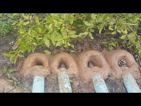 Wow! A Man Using Water Pipe As A Technique To Catch The Fish