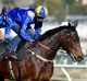 Unrivalled: Winx is expected to make it 18 wins in a row at Randwick on Saturday.