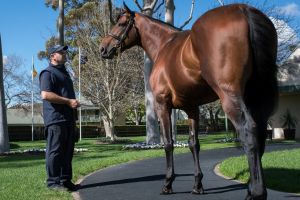 American Pharoah at Coolmore stud.