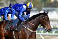 Unrivalled: Winx is expected to make it 18 wins in a row at Randwick on Saturday.