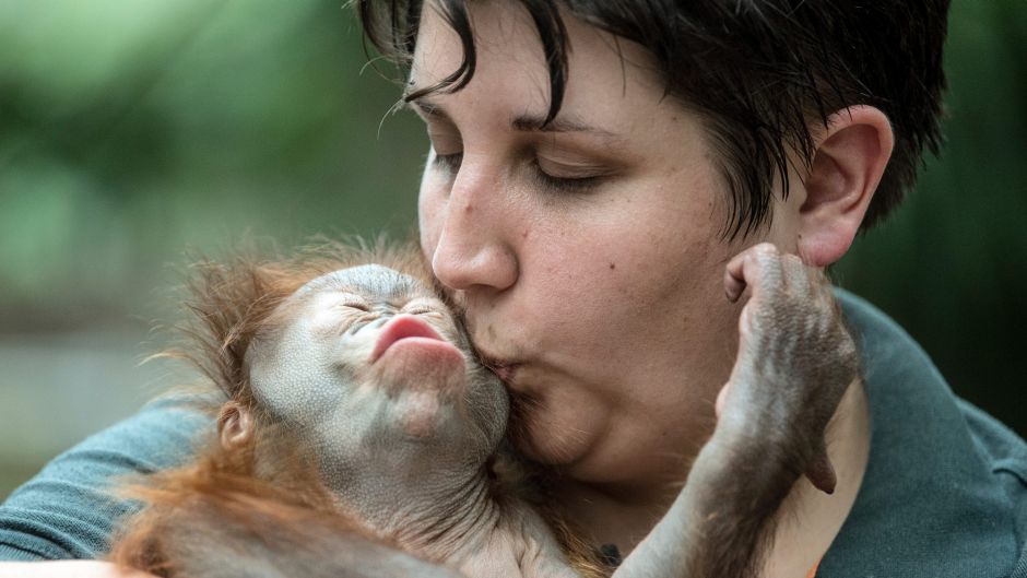 Zoo keeper Eva Ravagni holding the 2.5-month old Borneo Orangutan baby "Hujan" in her arms in Krefeld, Germany, Tuesday, ...