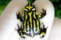 Researchers have been imploring governments to ramp up biosecurity measures in New Guinea so populations of amphibians ...