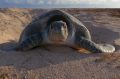 The world's largest nesting spot for endangered green sea turtles will be made-over.