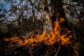 Falling moisture levels point to the prospect of an early and active fire season for many forests in NSW.
