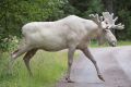 A rare white moose is spotted in Gunnarskog, Varmland province, Sweden. 