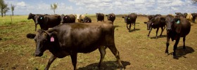 Bull market: Beef prices are at $5.95 per kilogram - close to January's highs of $6 per kilogram.
