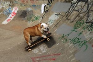 In this Friday, July 28, 2017, photo, George the bulldog rides a skateboard up the side of the bowl at Strawberry Hill ...
