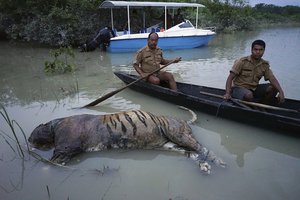 In this Friday, Aug. 18, 2017 photo, the carcass of a tiger lies in floodwaters at the Bagori range inside Kaziranga National Park in the northeastern Indian state of Assam.