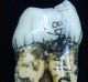 The incisor and molar discovered by Eugene Dubois in 1890.