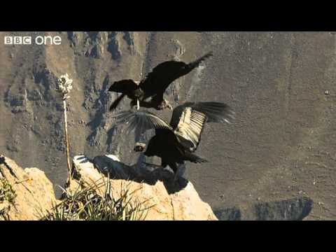 Condor Teaches Youngster to Fly (Narrated by David Tennant) - Earthflight - BBC One