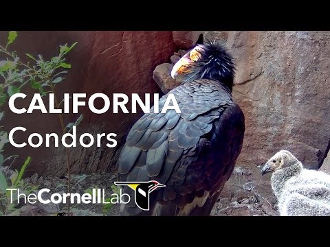 Devils Gate Condor Nest