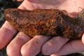 Overfished: Sea cucumbers are a delicacy in China. 