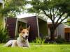 How to dog-proof your garden design