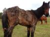 A neglected horse in the Yarra Ranges.