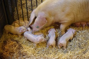 A litter of piglets saved from a barn fire in Wiltshire, England, was made into sausages by the farmer and served to the firefighters who rescued them, BBC News reported Aug. 23, 2017