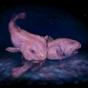 Blobfish