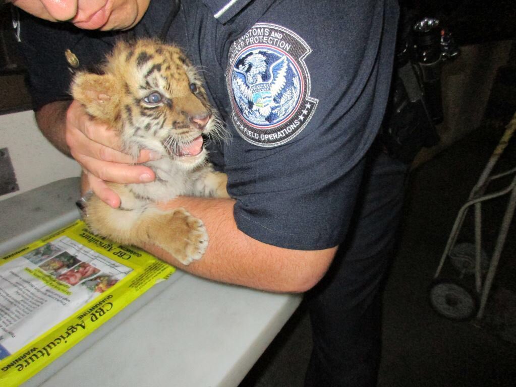 Border officers seize Bengal tiger cub at US-Mexico border