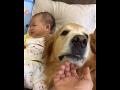 ANIMALS:    Baby and Dog are the Best of Friends