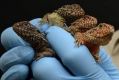 Four western netted dragons held by Wildlife officer Chris Phillips that were found in the parcels intercepted.Peter ...