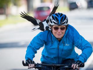 Magpie Swooping