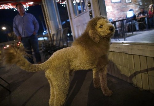 dp-norfolk-man-shaves-dog-to-look-like-lion-sc-001