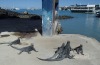Marine iguanas hang out in town in Puerto Ayora.