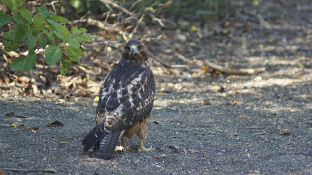 A young Galapagos hawk. Another species endemic to the islands.
